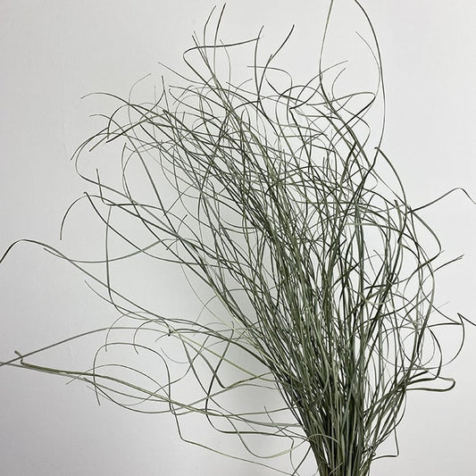 Dried Bear Grass, Curly 50-70cm