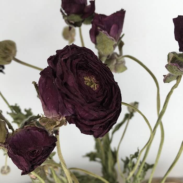 Dried Ranunculus, Burgundy, 45cm