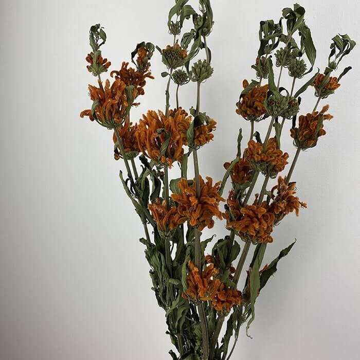Dried Leonotis Leonurus, Natural Orange, Approx 60cm (Lion's Tail)