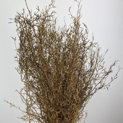 Dried Chilli Grass, Natural Brown, Approx 60cm