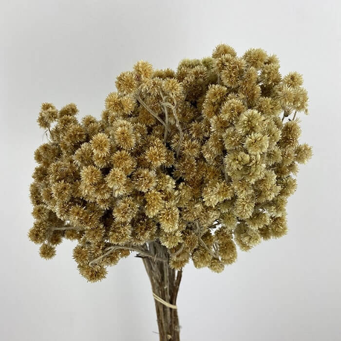 Dried Helichrysum, Natural