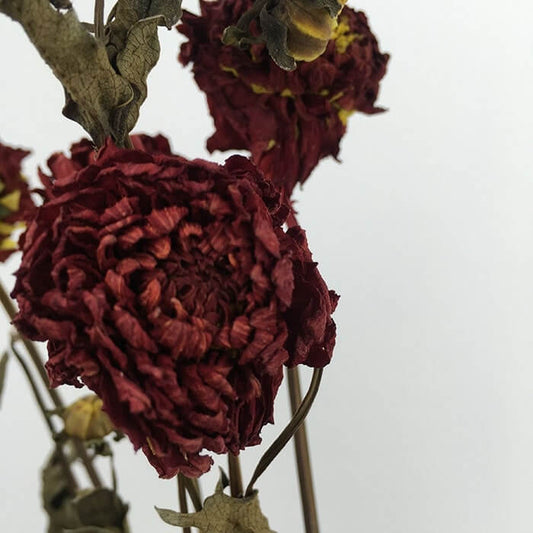 Dried Dahlia, Dark Red