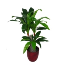 Dracaena Plant by The Seasonal Aisle