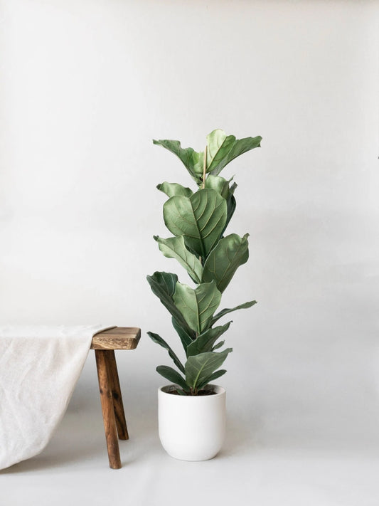 Fiddle Leaf Fig - Large