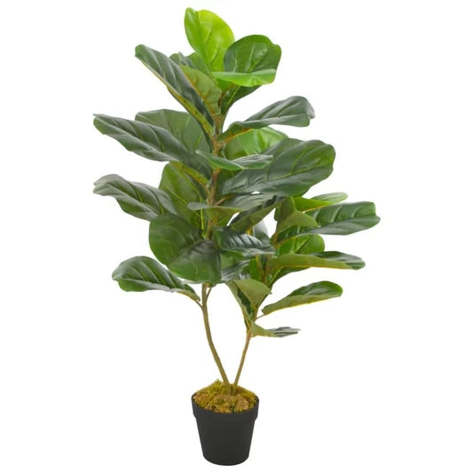 Fiddle Plant in Pot