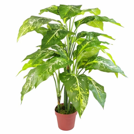Elephant Ear Plant