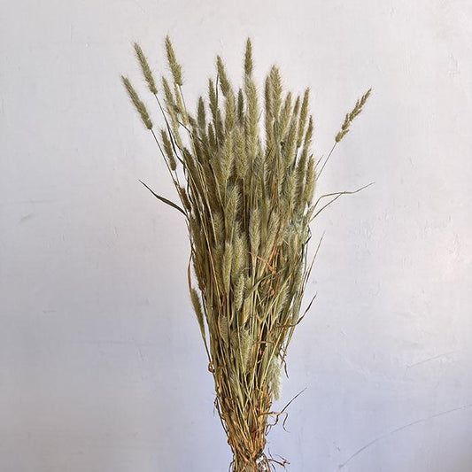 Dried Beard Grass