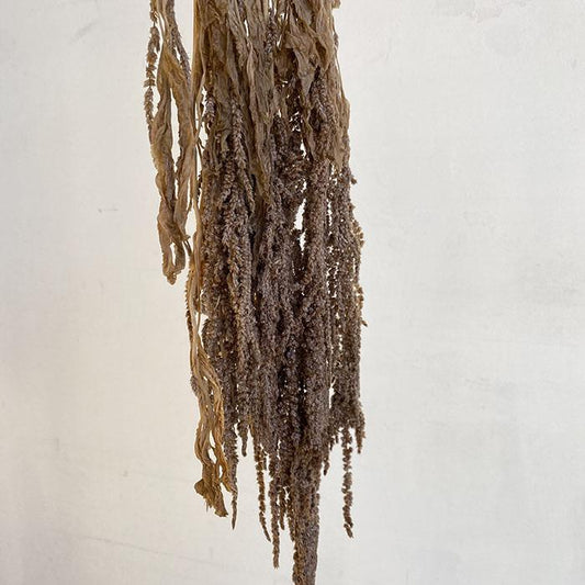 Dried Amaranthus Cordatus, Brown