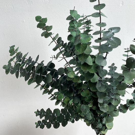 Preserved Eucalyptus Baby Blue, Dark Green up to 70cm